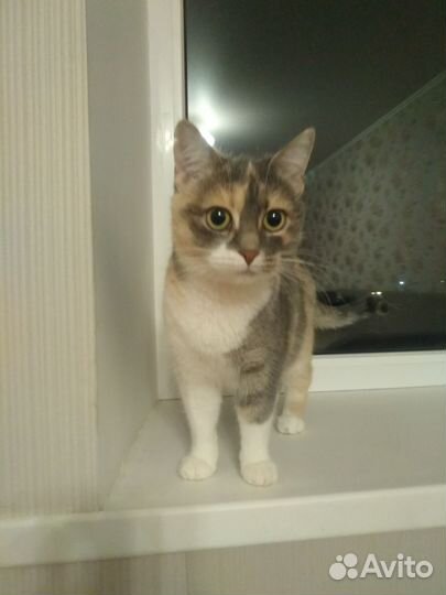 Кошка в дар