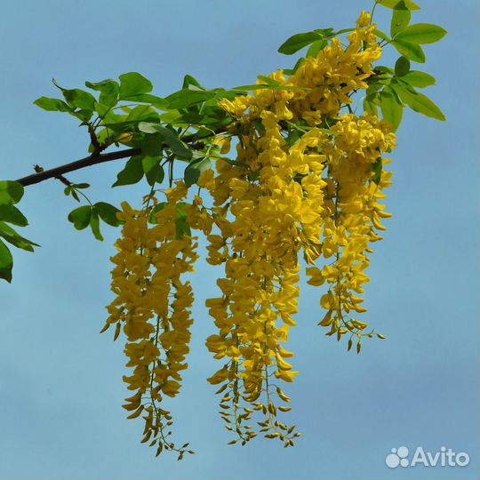Бобовник