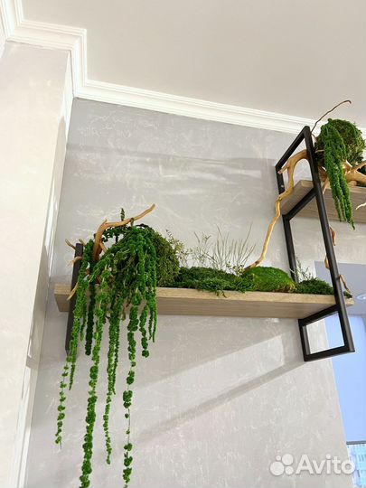 Мох стабилизированный, кокедамы