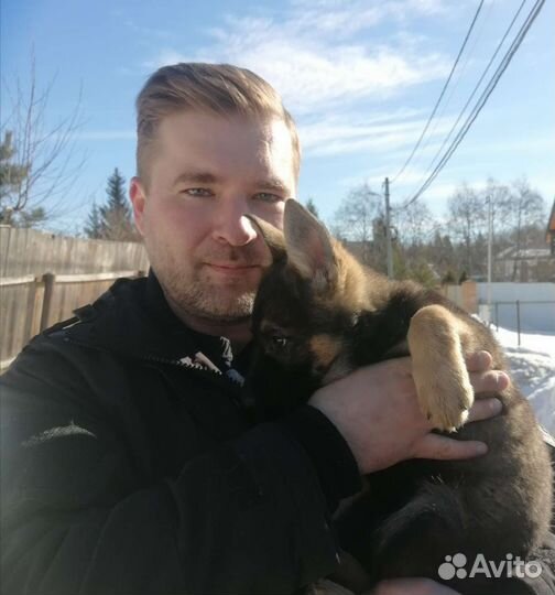 Кинолог. Профессиональная дрессировка собак