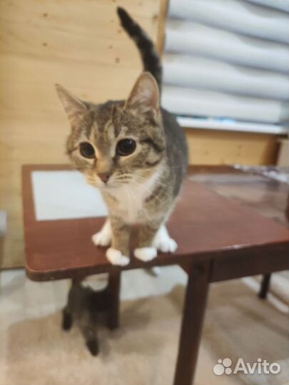 Европейская