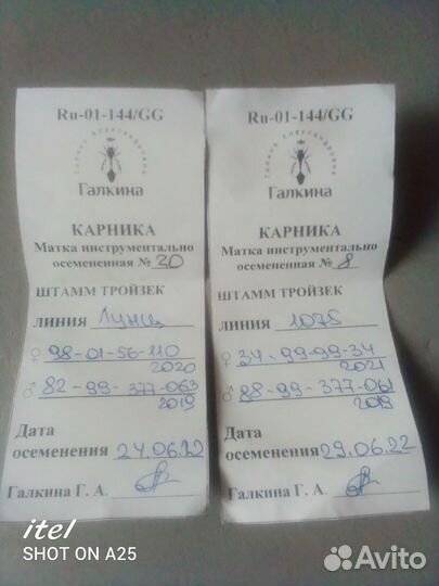 Пчелопакеты,пчелосемьи карника