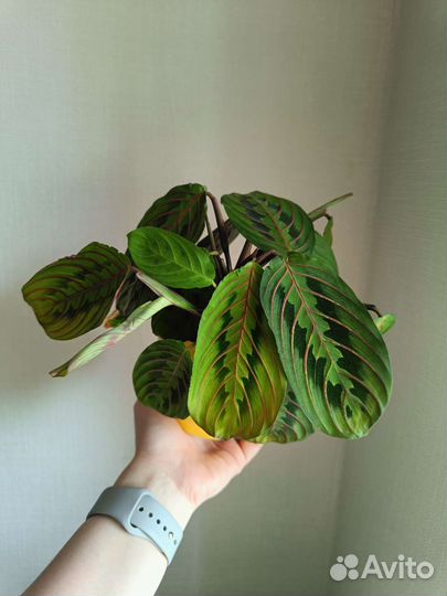 Маранта триколор