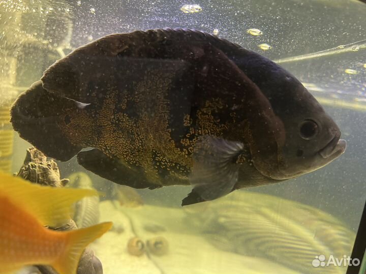 Астронотус