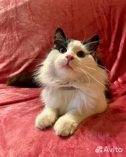 Какой же я красивый