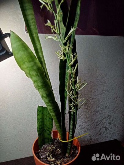Сансевиерия Микс Ханни и трехполосная Тещин язык