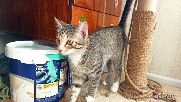 Кошка в дар