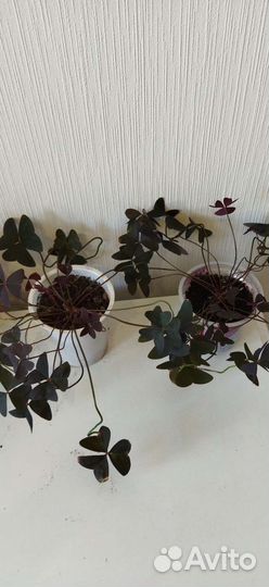 Кислица (Оксалис) зеленая