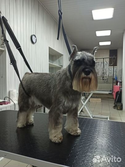 Груминг. Стрижка собак. Экспресс-линька. Вычес