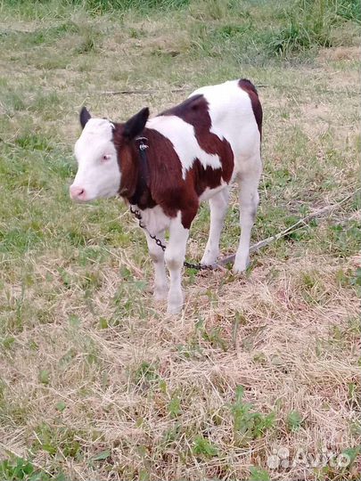 Телочка 2,5 месяца