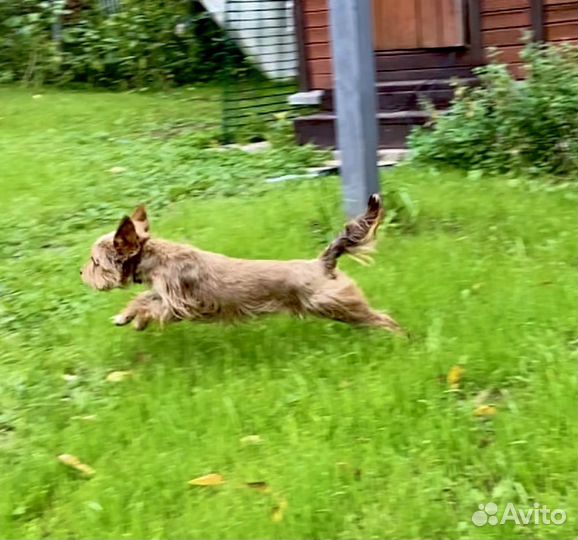 Вязка йорк шоколад