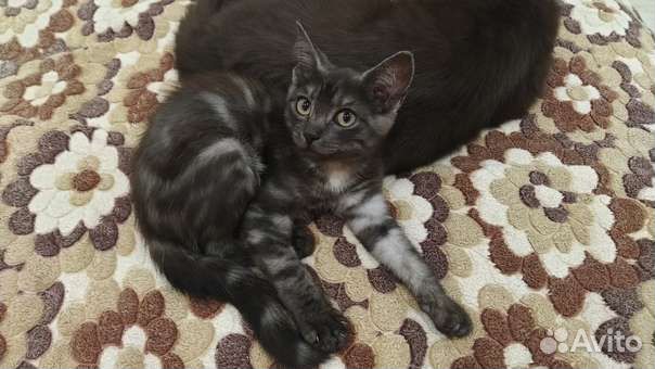 Котёнок мальчик
