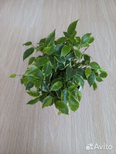 Фикус бенджамина