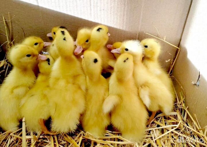 Утята бройлеры