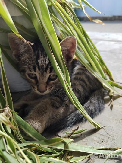 Котята в добрые руки бесплатно