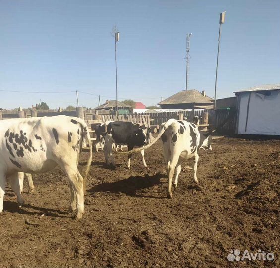 Племенные нетели