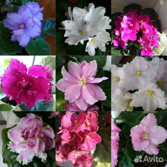 Листочки фиалки