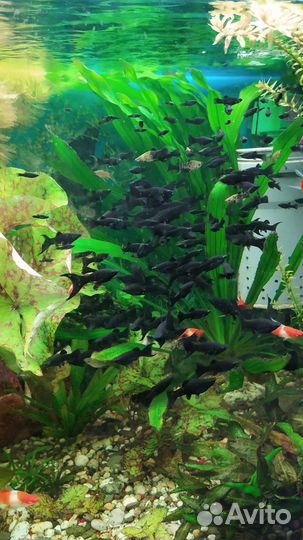 Молинезия лира черная