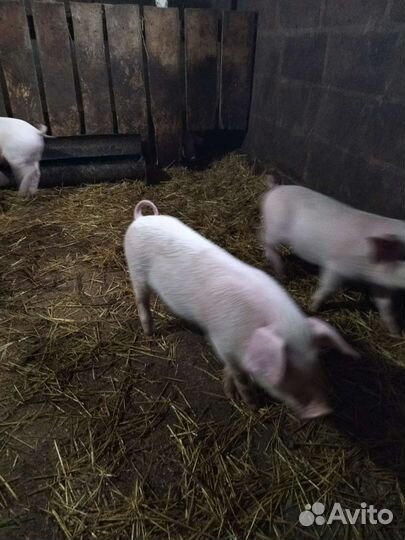 Поросенок крупно-белая