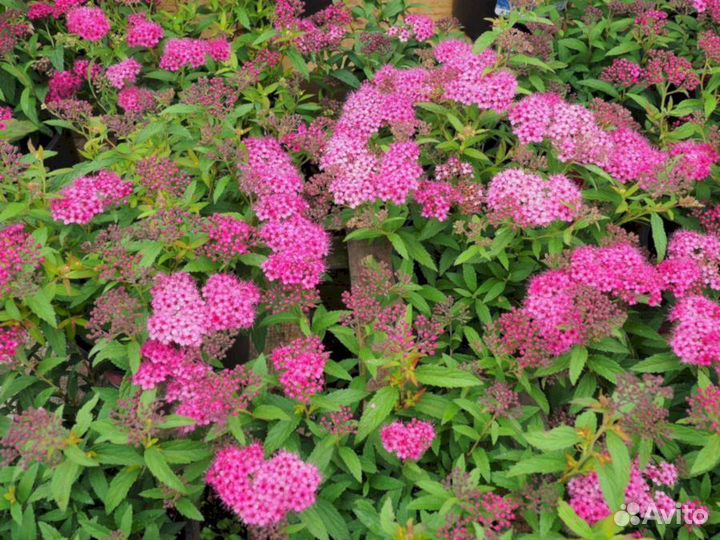 Спирея Энтони Ватерер