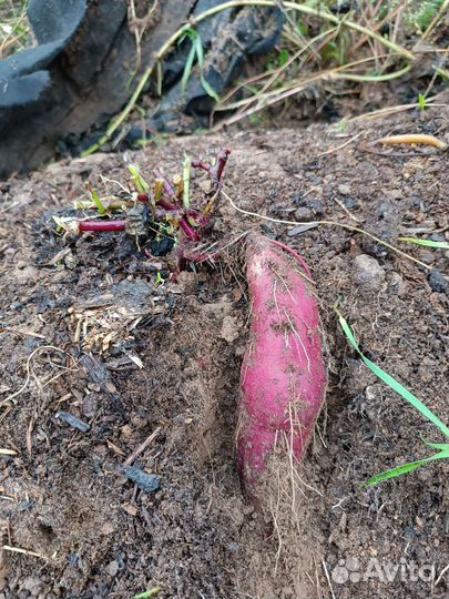 Батат, рассада