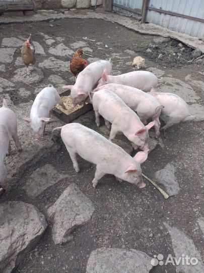 Поросята