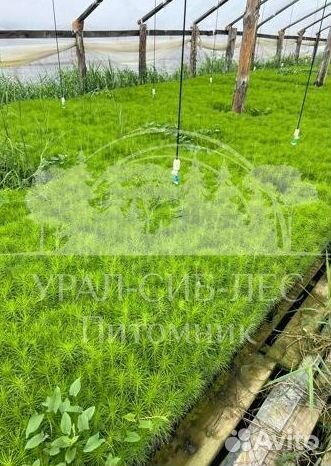 Голубая ель зкс сеянцы