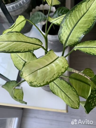 Дифинбахия