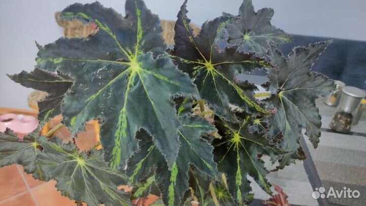 Бегония Клеопатра