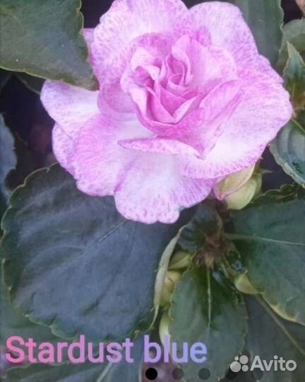 Бальзамины