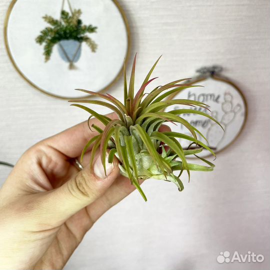 Тилландсия атмосферная