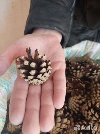 Шишки сосны Мульча