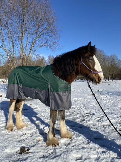Попона для лошади 155
