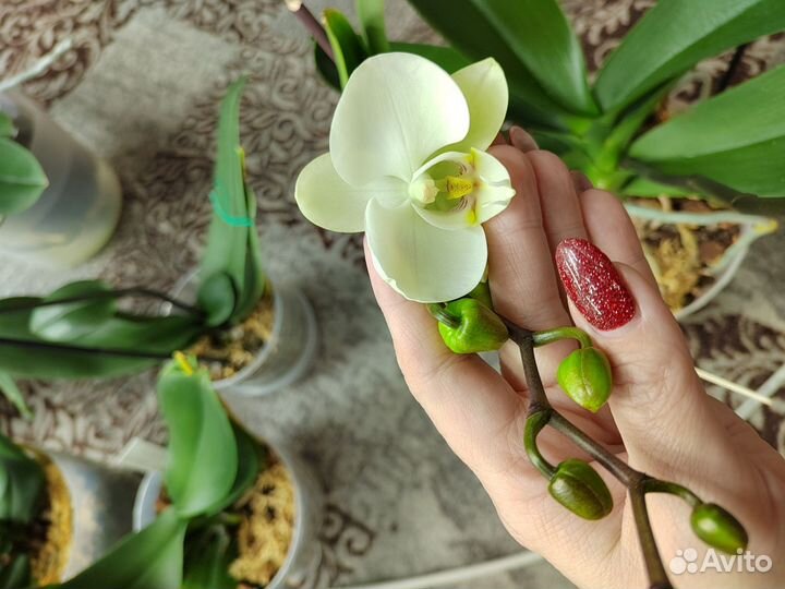 Орхидея фаленопсис