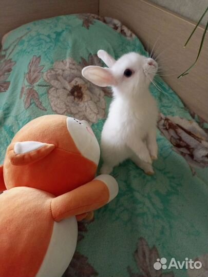 Цветной карлик+Минор