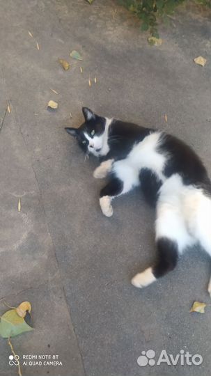 Кот