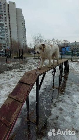 Кинолог с выездом, Жуковский, Москва, Раменское