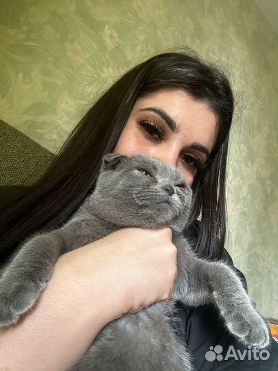 Шотландская вислоухая кошка