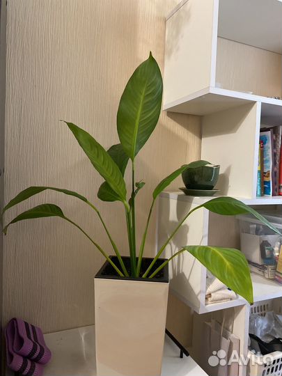 Спатифиллум женское счастье