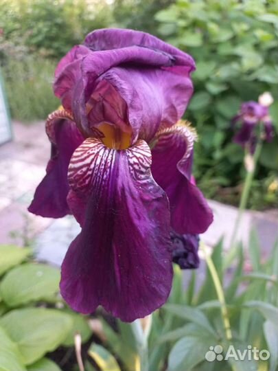Ирис крупный сортовой