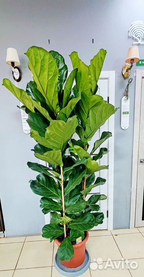 Фикус лирата 40/200см