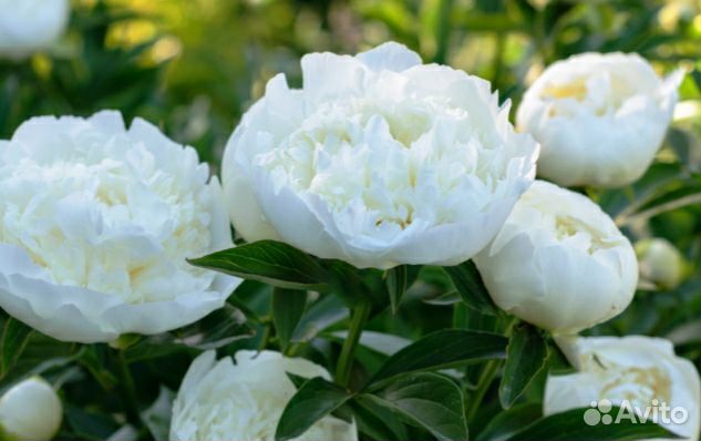 Пионы саженцы