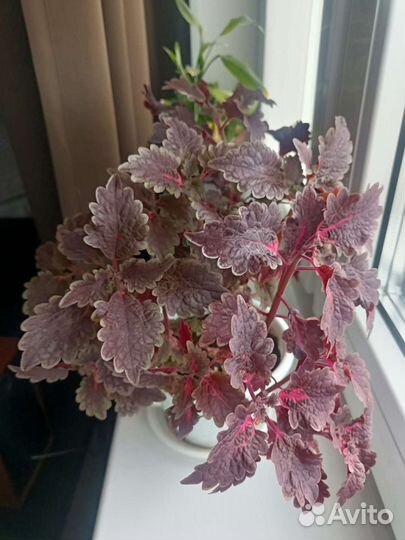 Колеус отростки