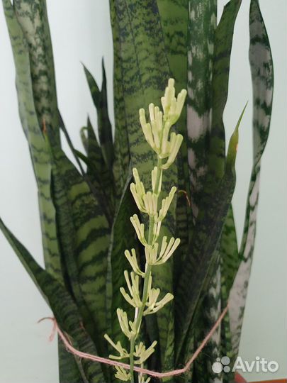 Сансевиерия