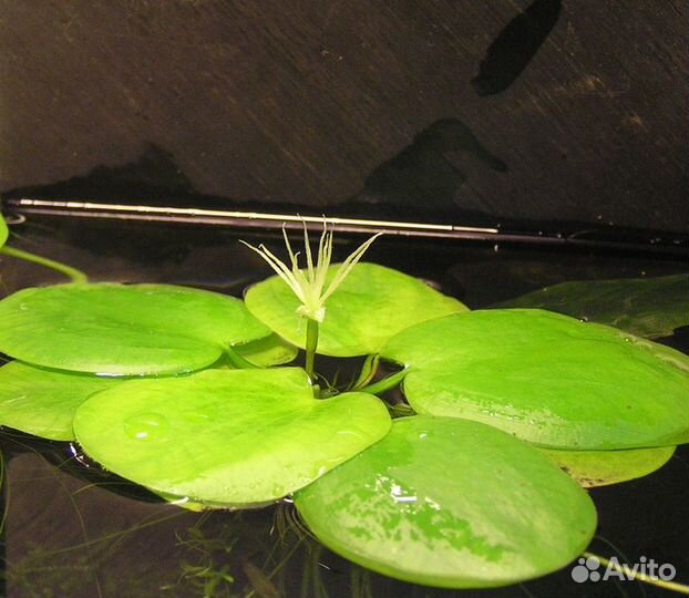 Лимнобиум - аквариумное плавающее растение