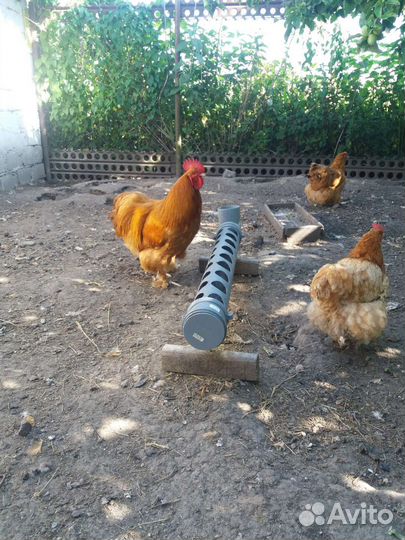 Куры орпенгтон палевый