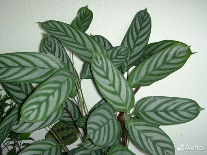 Ктенанта Оппенгейма