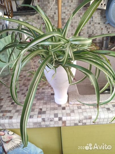 Традисканция,Бальзамин,Хлорофитум,Декабрист