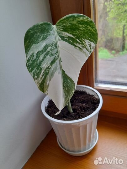 Монстера вариегатная альба