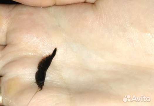 Аквариумные креветки,Ричия, рогалистник